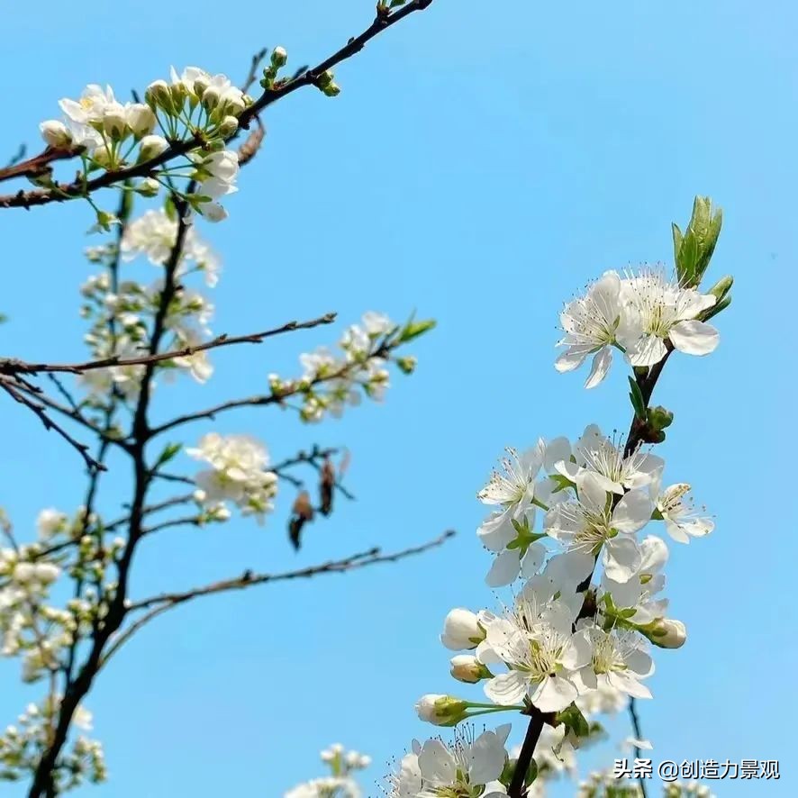 一花一草一世界原创花草,一花一草一世界花草之美