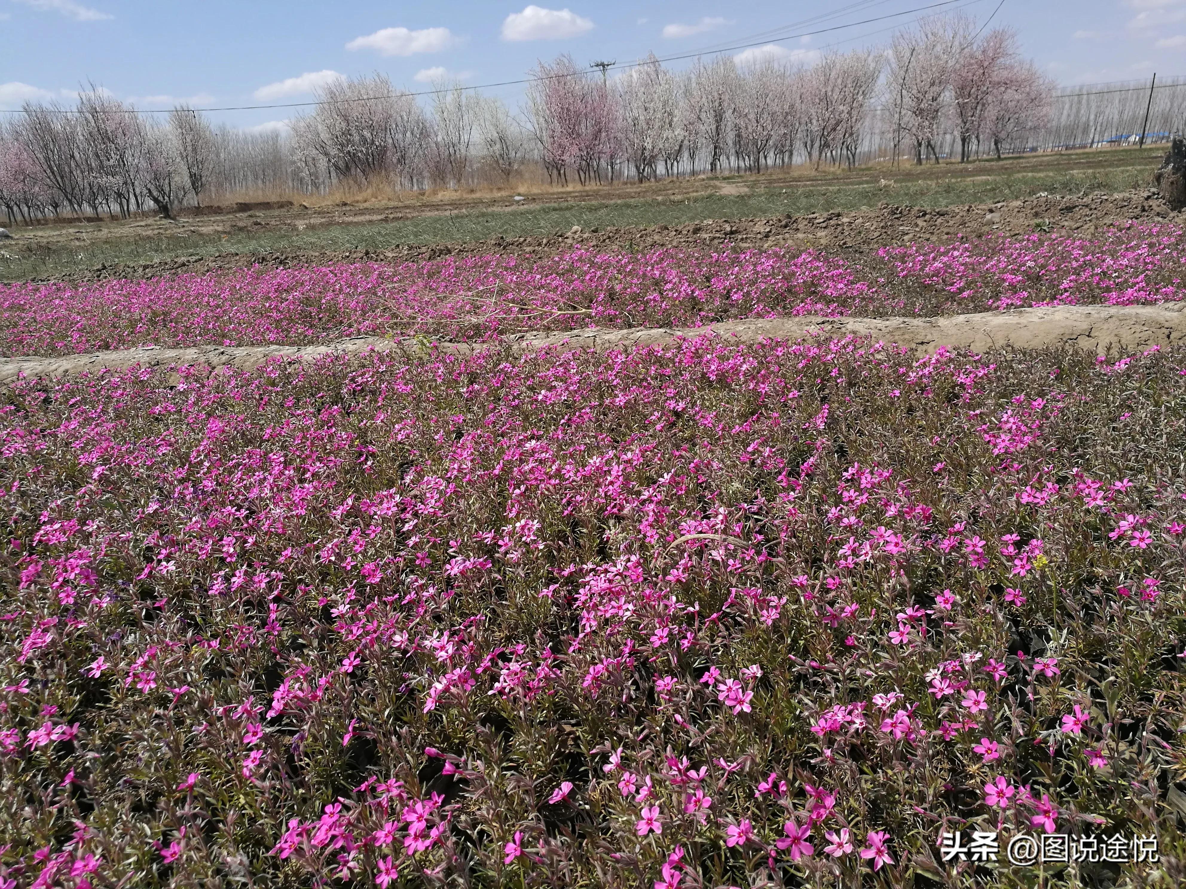来“中国福禄考之乡”，千亩花田小镇中坐赏鲜花闲看云