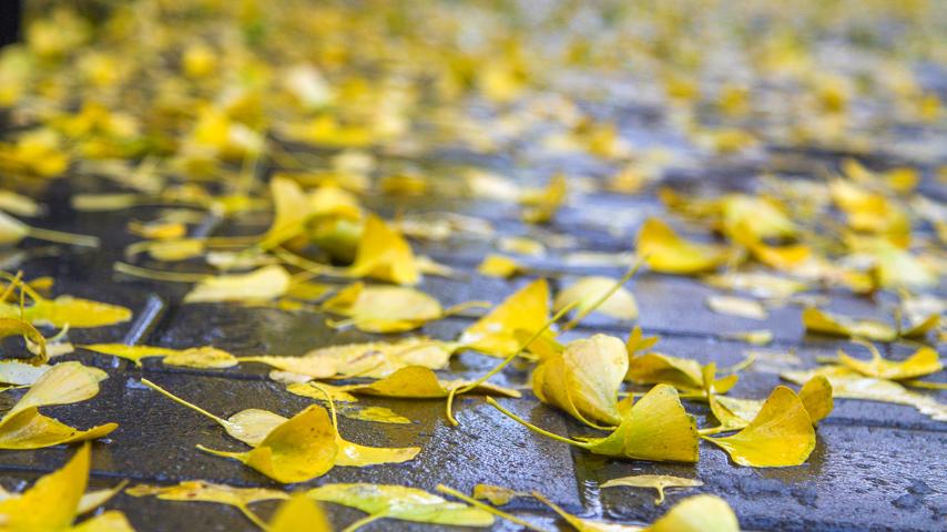 秋雨|江虹明远饮,峡雨落馀飞