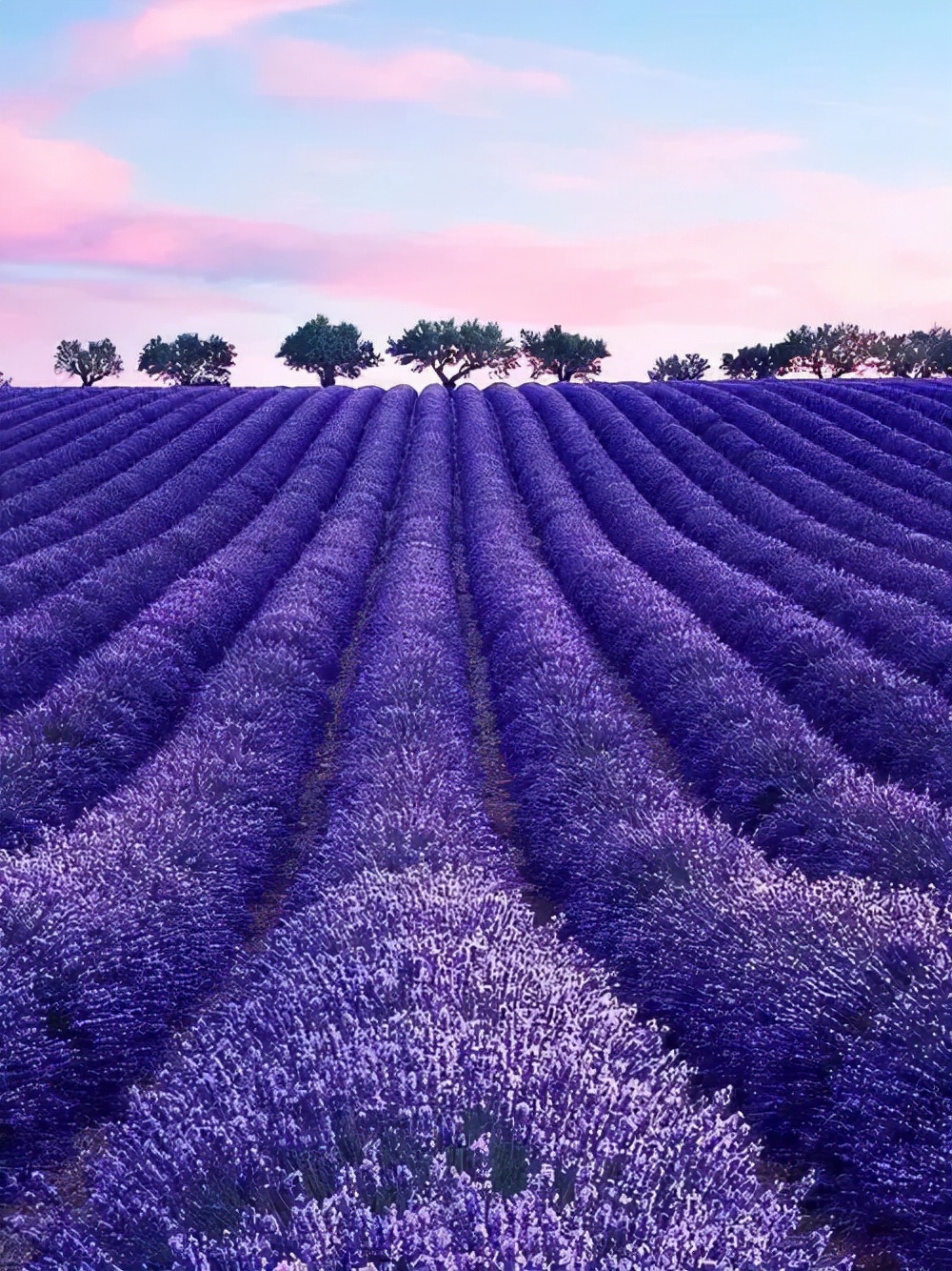 中国熏衣草之乡伊犁霍城县,大美新疆伊犁熏衣草