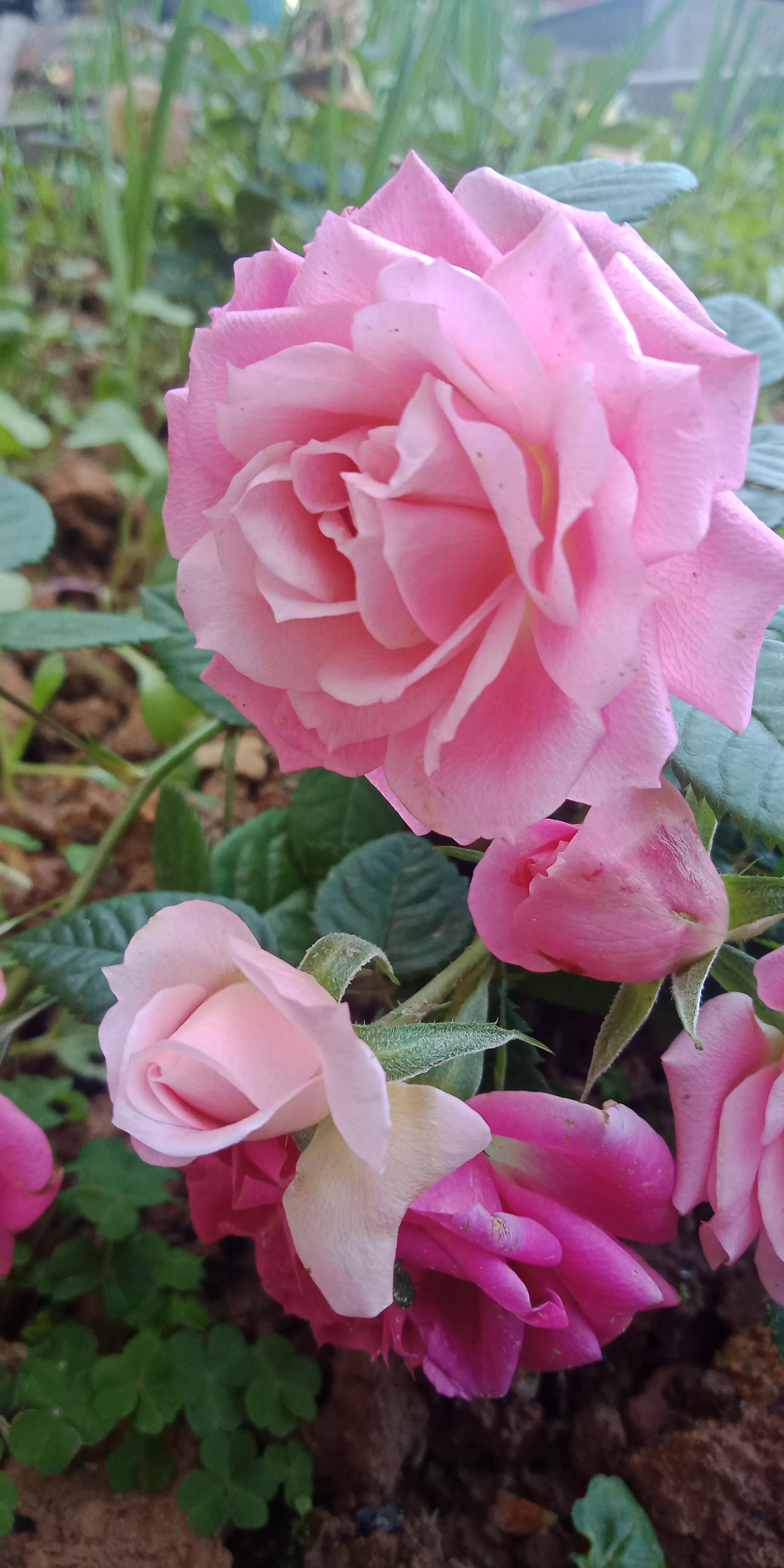 佳能打印机如何无线连接苹果电脑,佳能打印机mg3080怎么连接手机