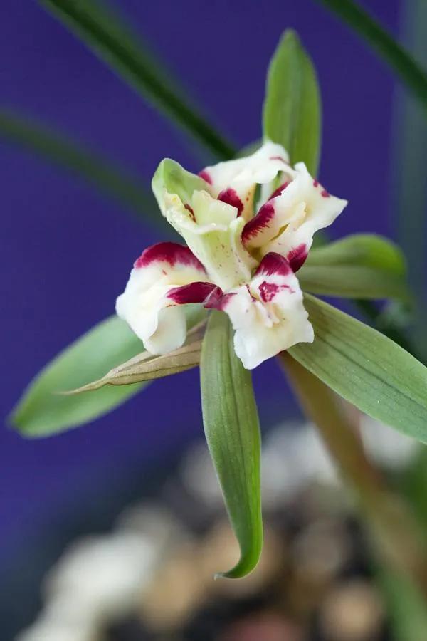 100种迷人的“数字花”,从零到一百万,真是太神奇了