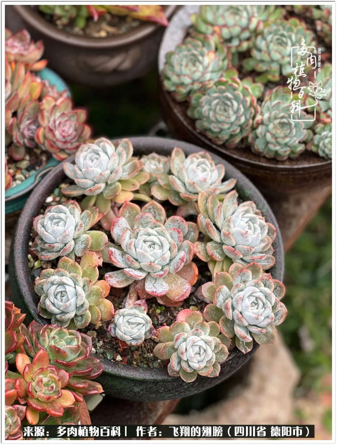 多肉的正确养殖方法冬天怎么养活,多肉怎么养活而且长得快且好看