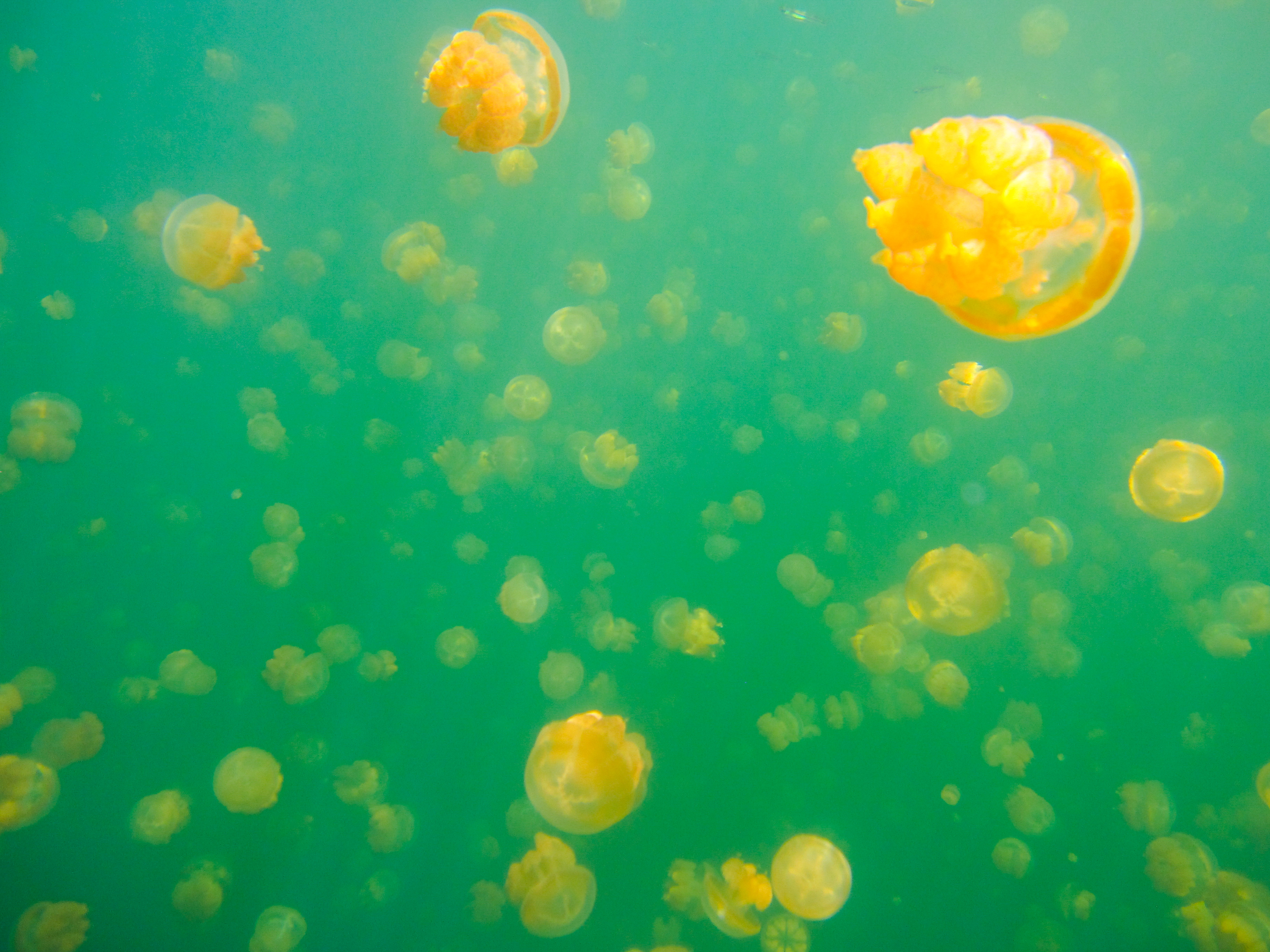 上帝的水族箱,上帝的鱼缸马尔代夫