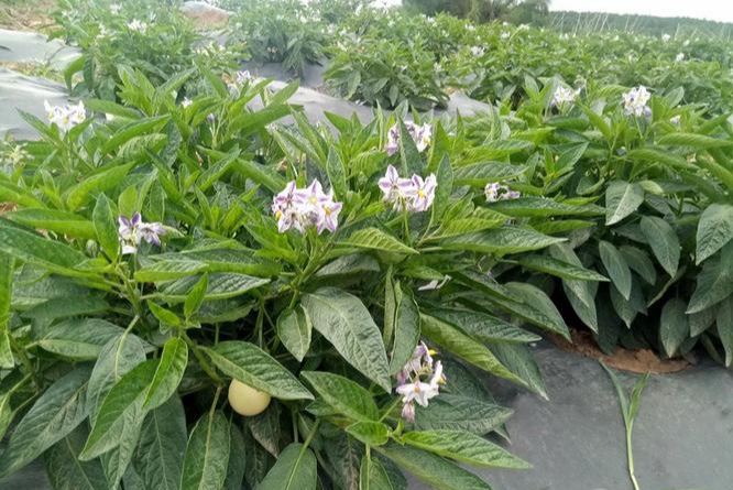 人参果来源于哪个国家的植物,人参果是什么植物结果的图片