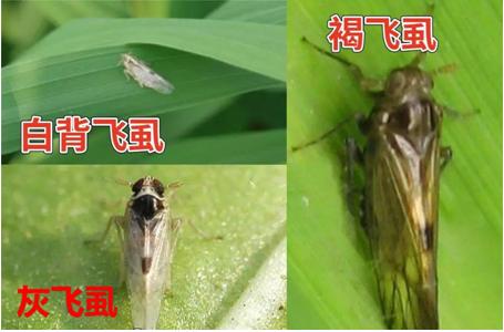 稻飞虱病怎么治,稻飞虱危害主要时期