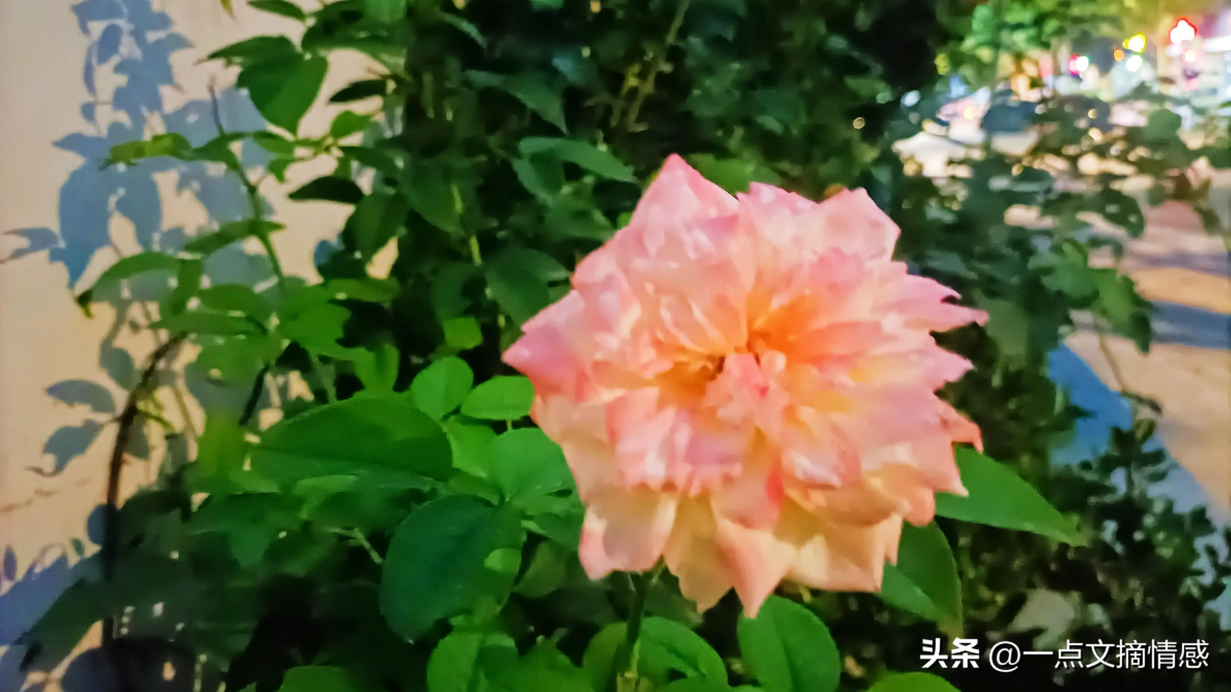 我离婚了！他的爱在游离，我背叛了所有人