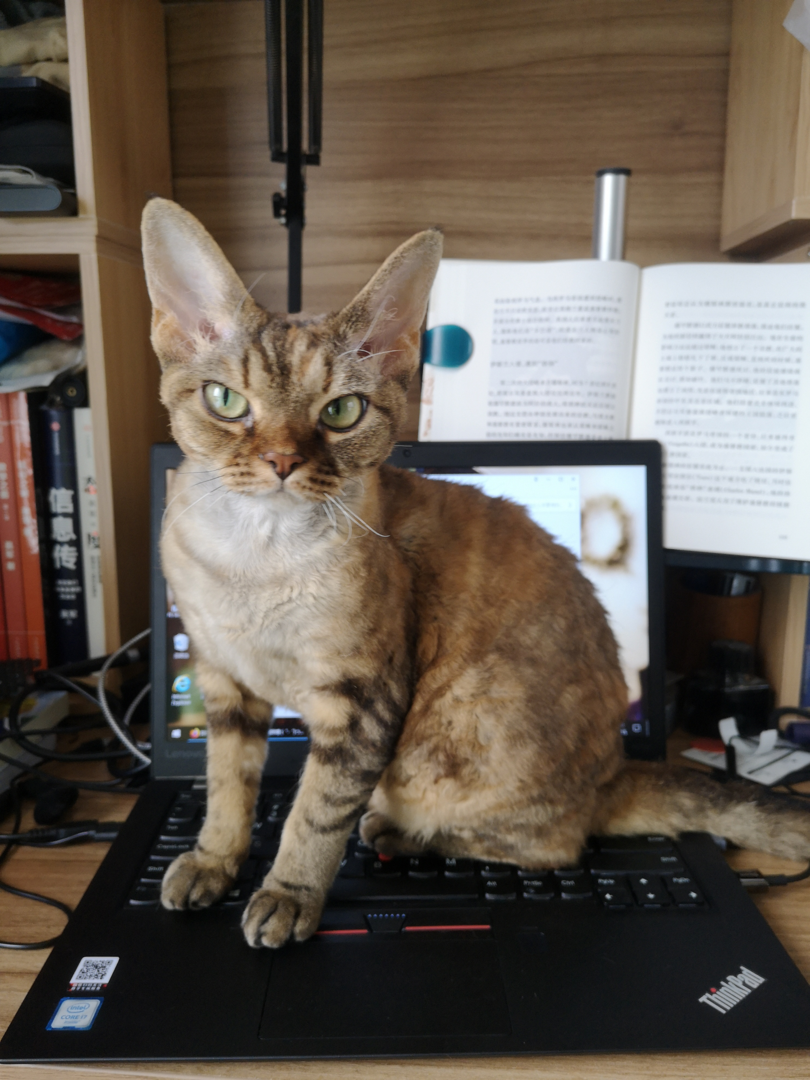 一只活得让人羡慕的猫,德文猫养育一只黄猫