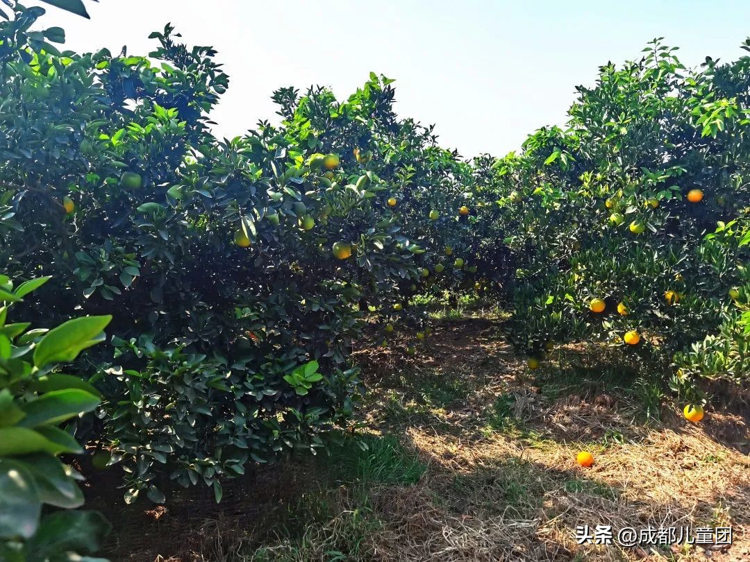 成都温江橘子采摘园推荐10月份,江苏附近橘子采摘园有哪些地方