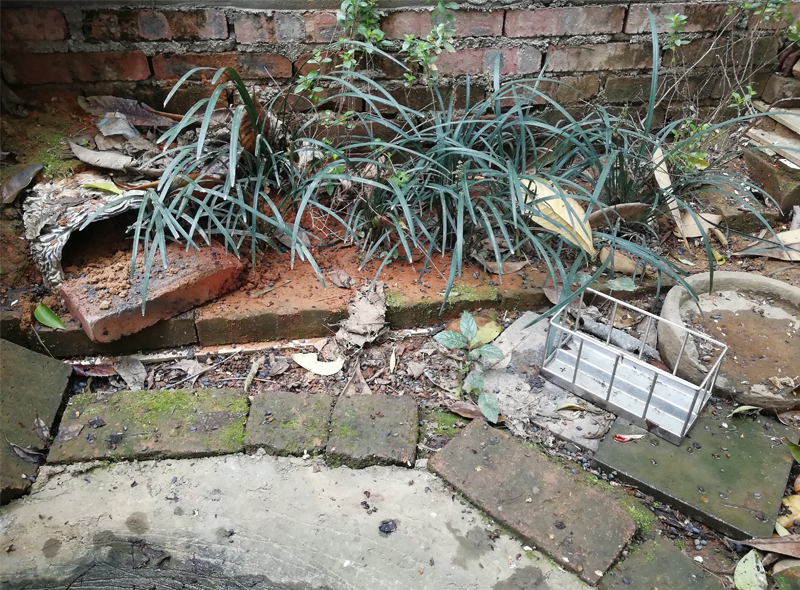 黄缘闭壳龟刚到家躲在土里不出来,黄缘闭壳龟母龟断尾还可以繁殖吗