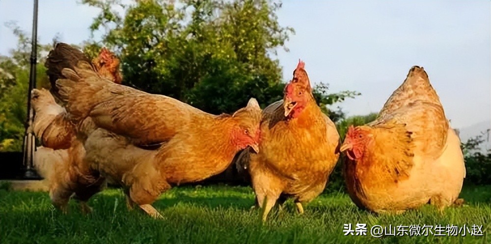 养鸡学会用醋,养鸡喂白醋有什么好处