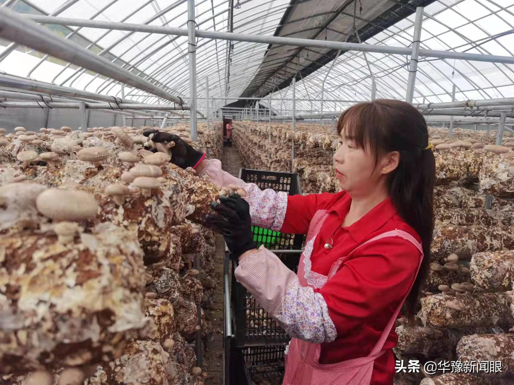 卢氏县林海兴华农业发展有限公司,林海香菇基地