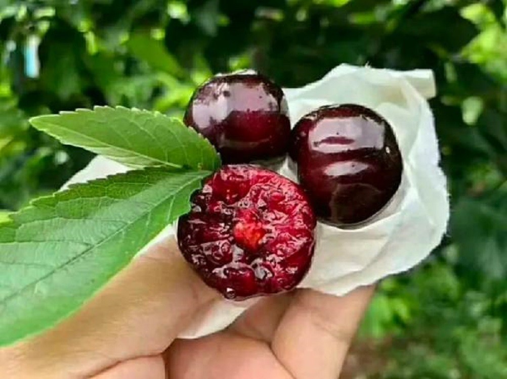 车厘子跟苹果有什么关系,车厘子与苹果的区别