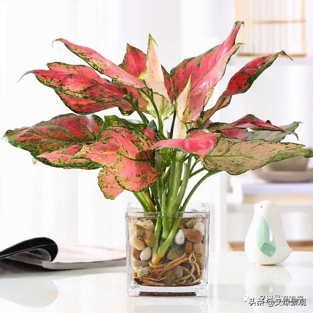 室内植物墙哪些类型植物合适,适合做绿植墙的常绿植物