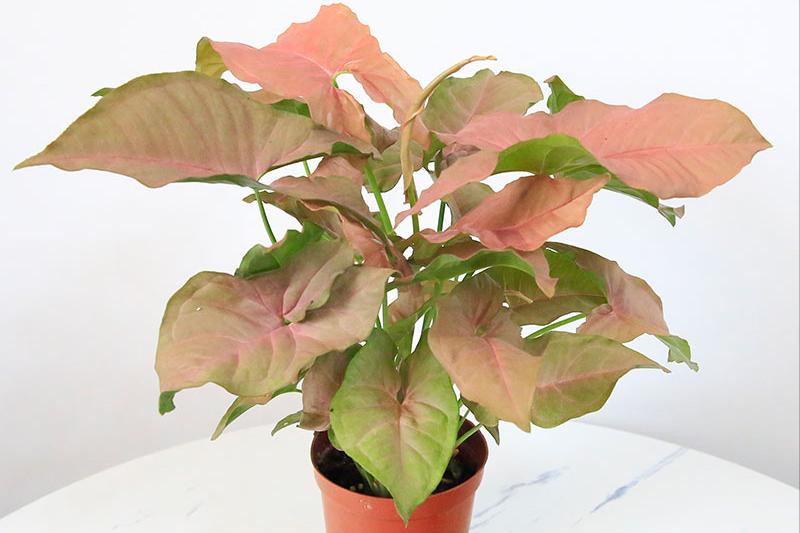 合果芋怎么养殖长得旺盛,合果芋怎么养