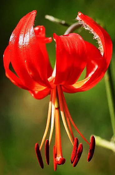 百合品种山丹丹,百合山丹丹花