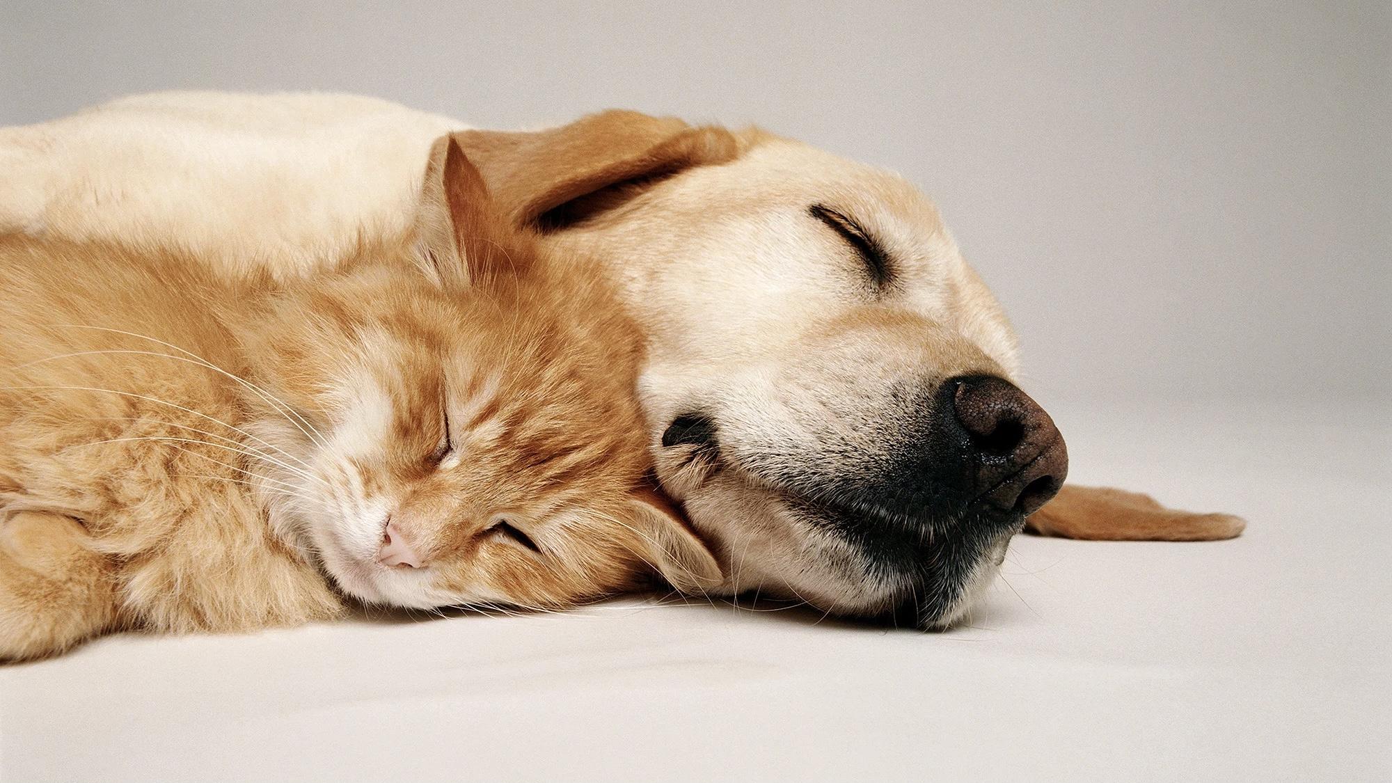 两个月大的狗狗拉肚子怎么办,宠物腹泻三天