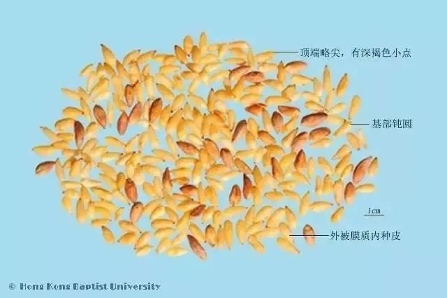 中药柏子仁的功效与主治,中药柏子仁怎么熬制