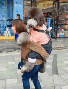 禁养的狗怎么养,39种中华田园犬城市禁养的狗