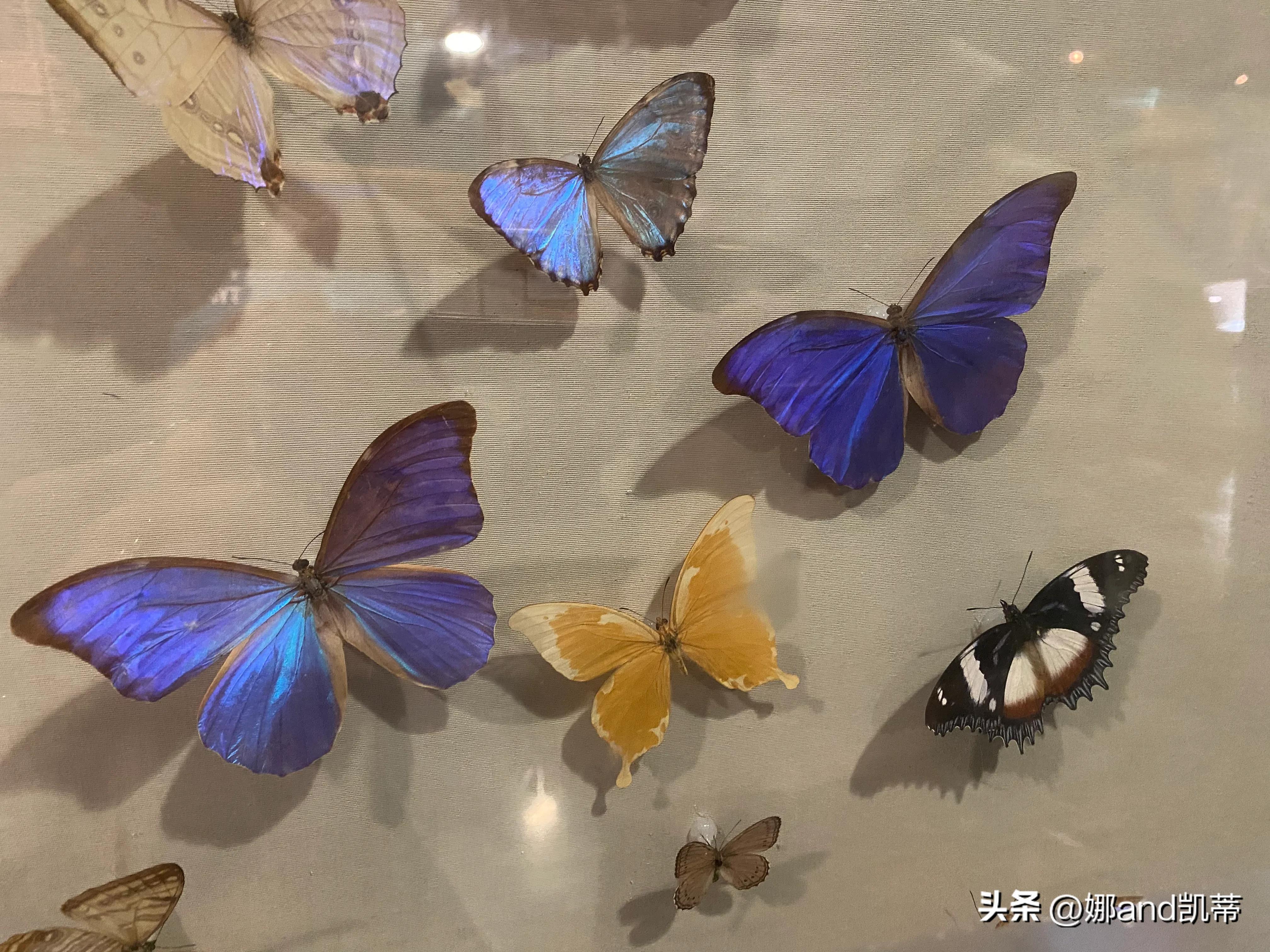 苏州高铁到上海自然博物馆攻略,最新苏州到上海自然博物馆怎么走