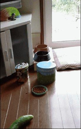 猫咪有这三种行为说明你得罪它了,千万不要忽略了猫咪这几种行为