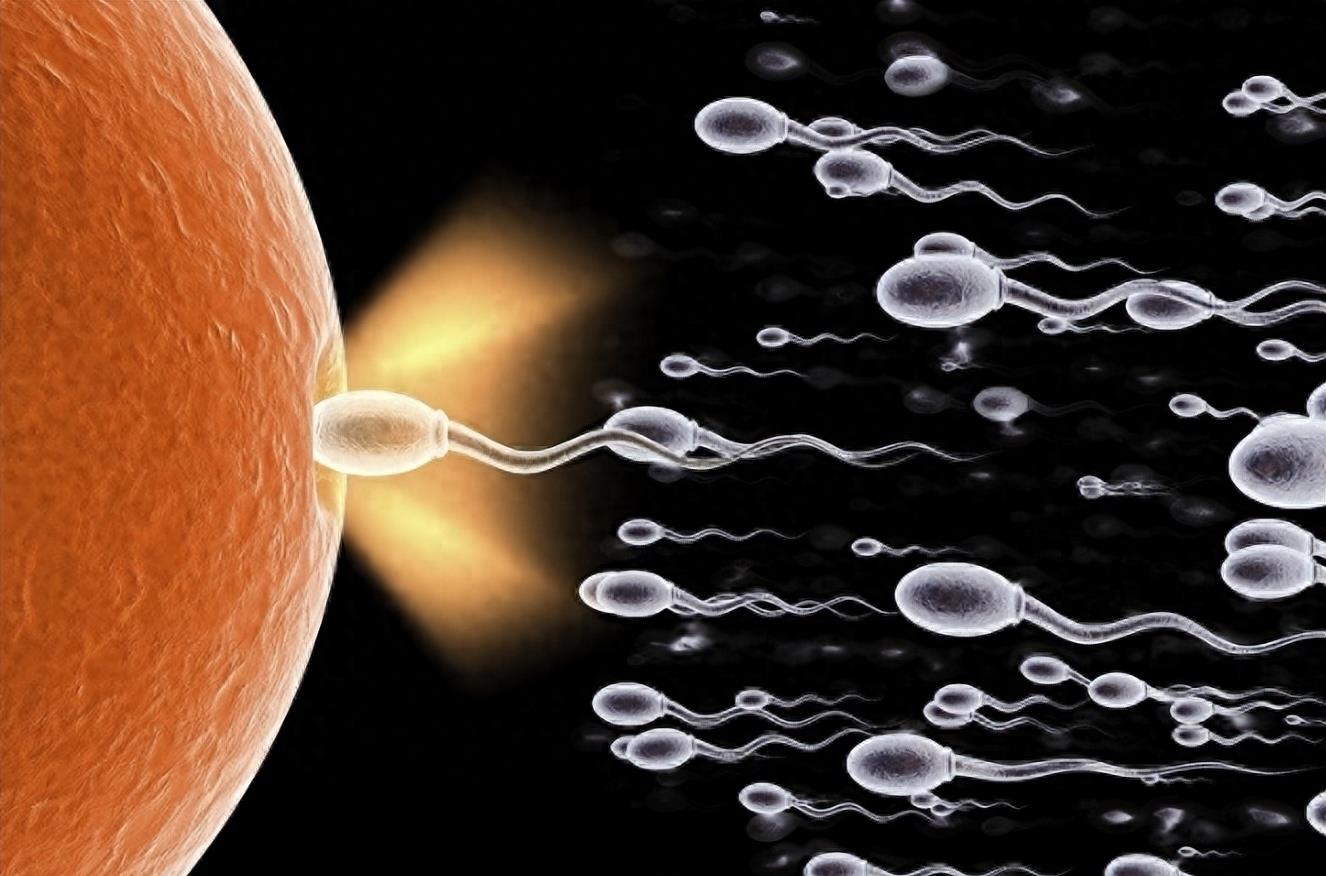 失落的小勇士们,踏上了怀孕之路