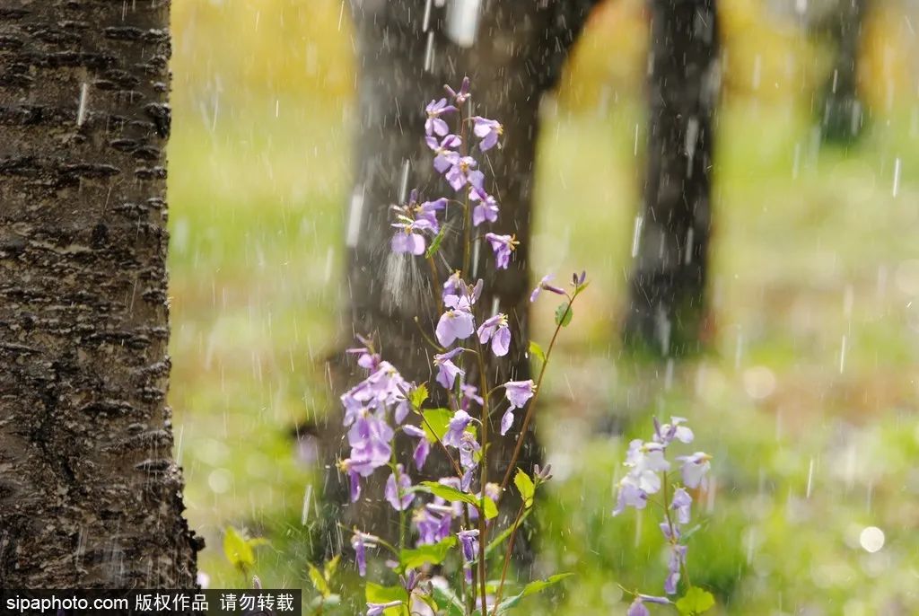 京城四月花事多,在二月兰花海中遇见小松鼠~