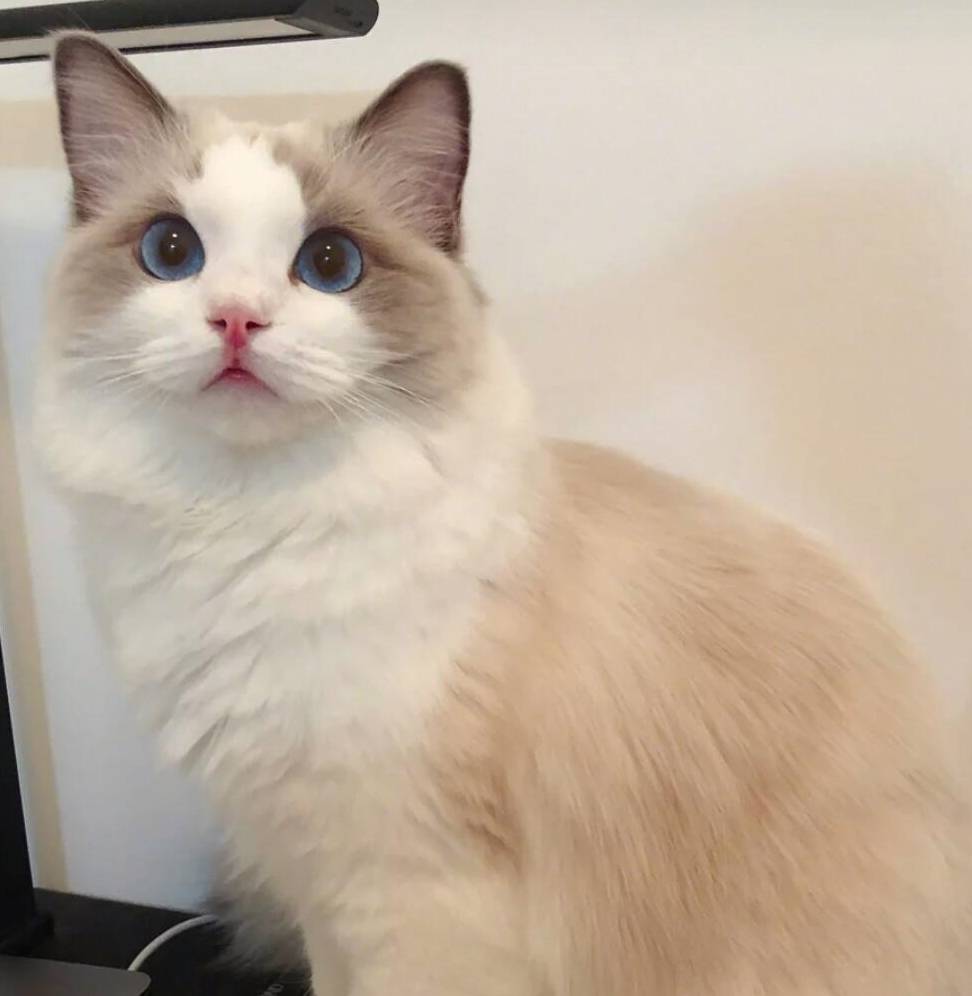 买猫布偶,买布偶猫应该注意什么