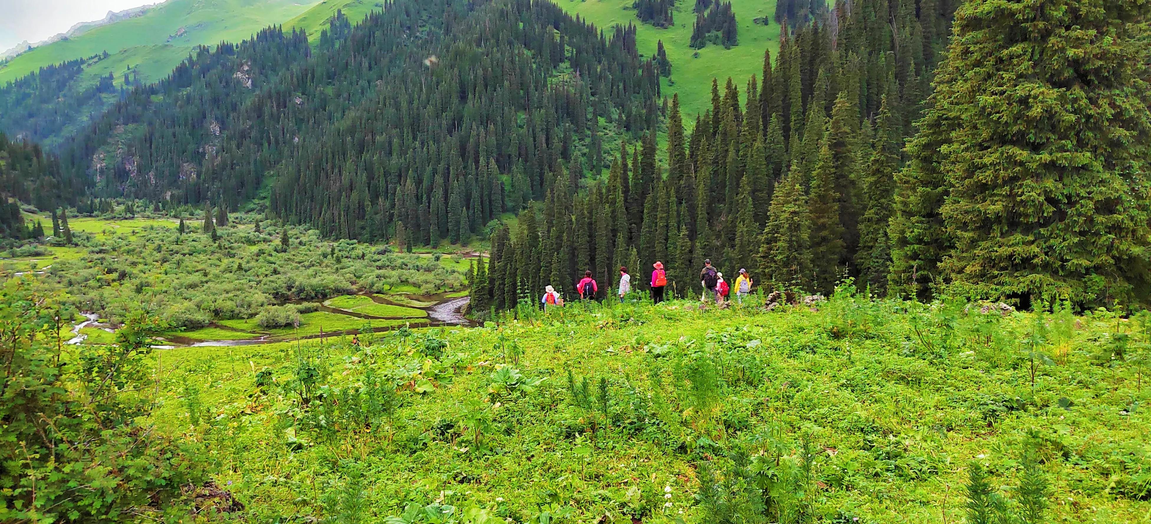 穿越森林探险视频,穿越森林探险之旅