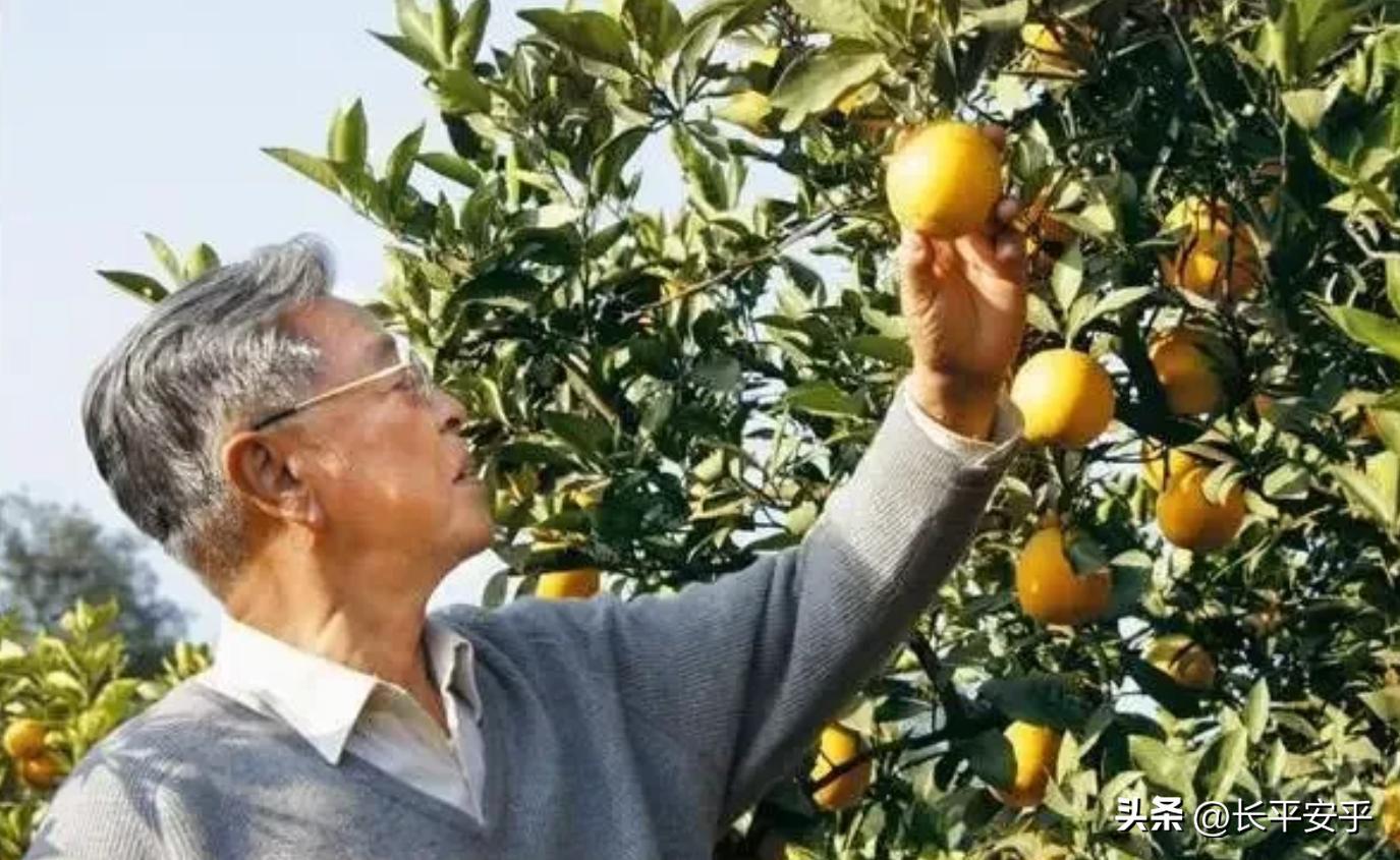 90年代抽红塔山属于什么档次,90年代红塔山味道