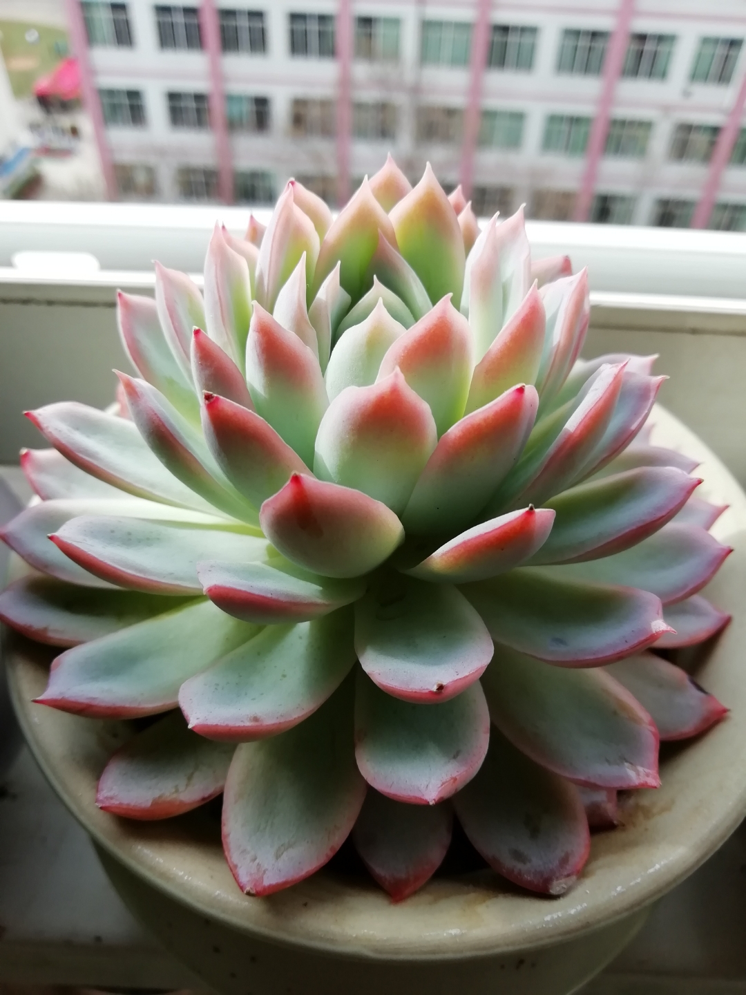 家庭客厅养什么花好看又旺财,客厅最吉祥的三种花