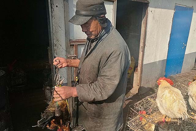 96年海南巨蟒为报恩甘愿当保姆,巨蟒为报恩守护十几年