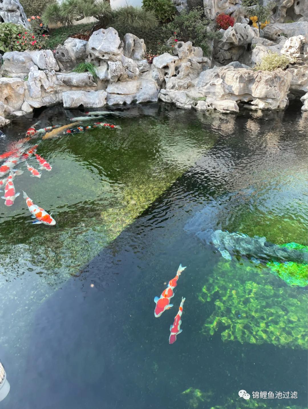 老绿水养鱼的优缺点,绿水养鱼怎么保持水质