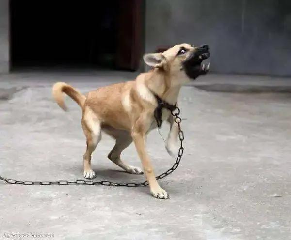 深夜狗吠怎样解决,深夜犬吠属于扰民吗