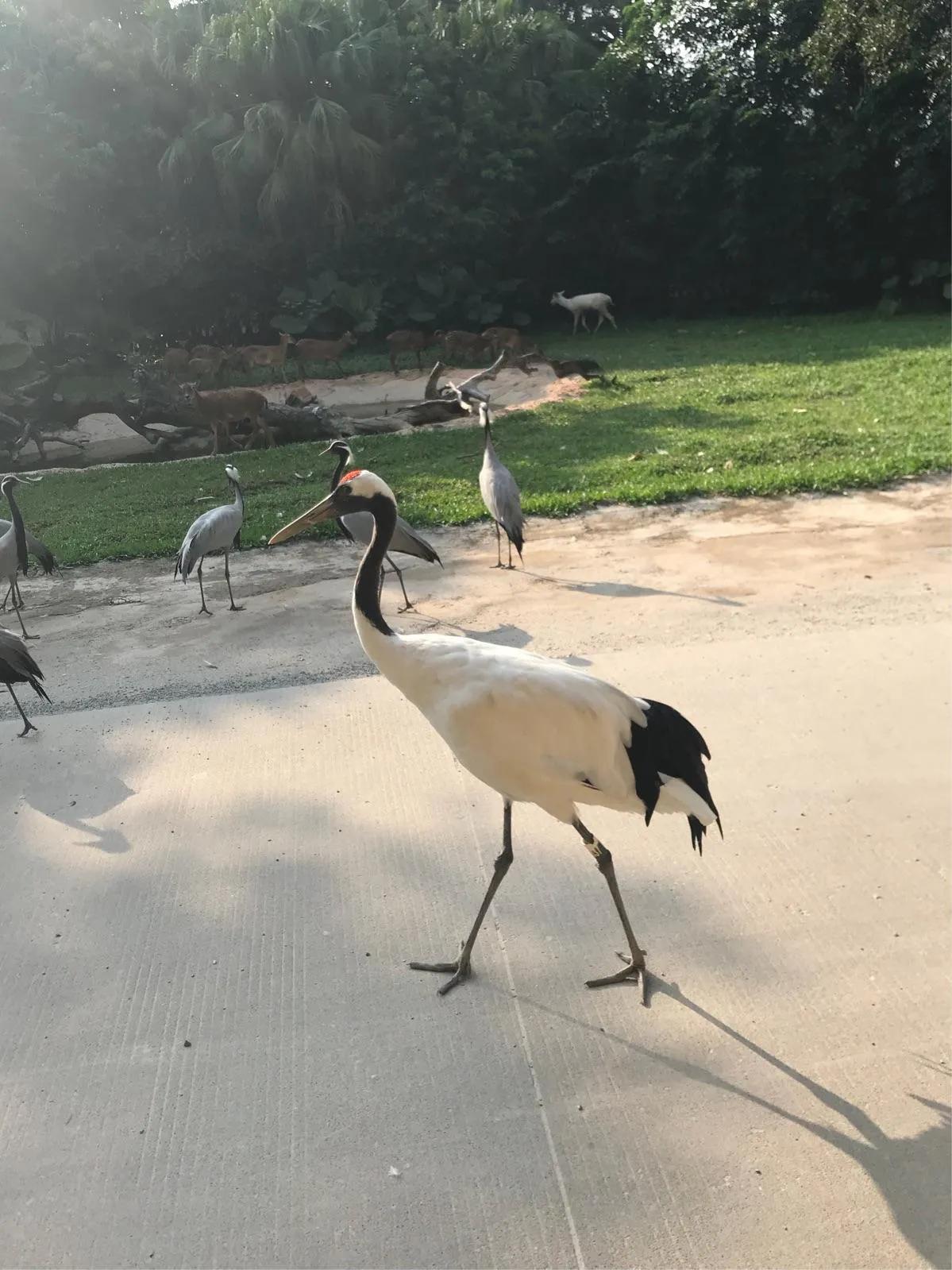广州长隆野生动物世界有大象吗,广州长隆野生动物世界有多少动物