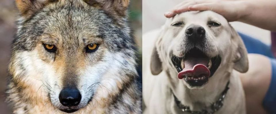 狗是从汪星人进化而来的吗,汪星人与狗狗的区别