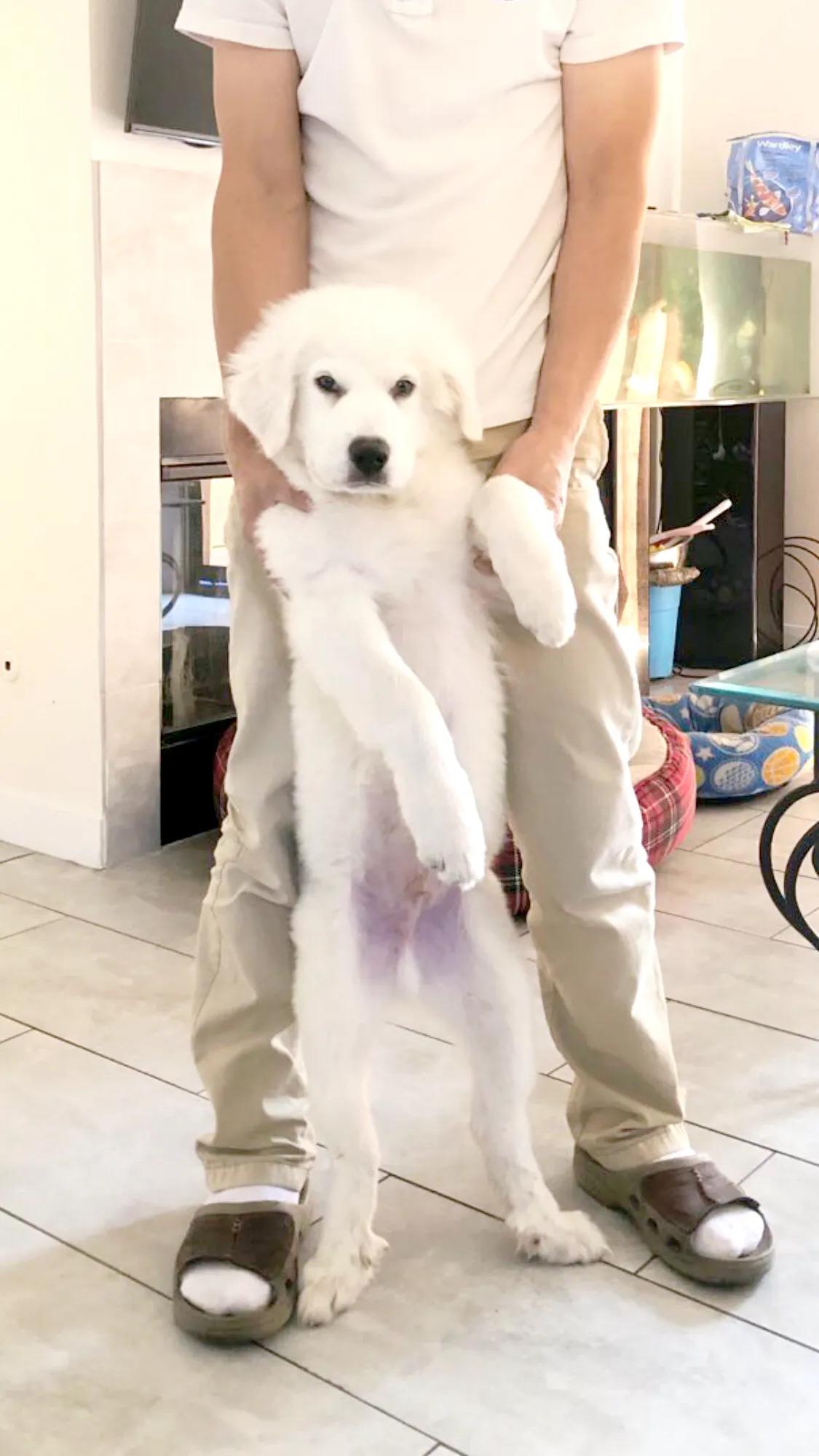 大白熊小狗,大白熊专用宠物狗