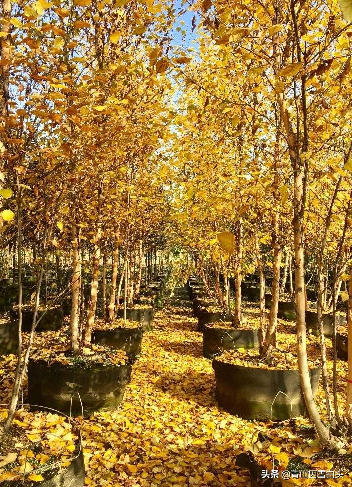 荒山种什么树木经济效益好,荒山种植什么最赚钱