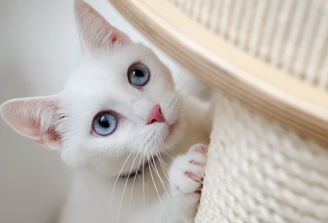 你以为你养的中华田园猫,家里养了中华田园猫