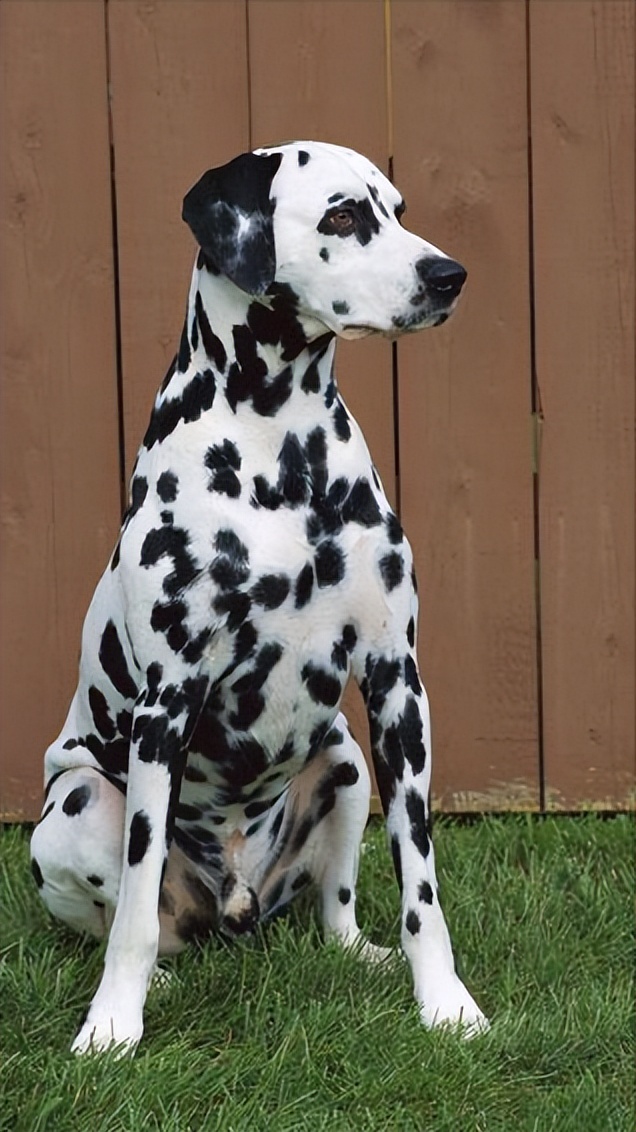 斑点狗这么可爱为什么很少人养,斑点狗为什么是禁养犬