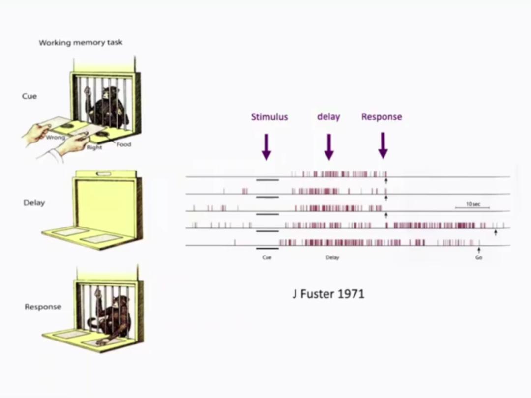 汪小京：将神经元变为数学模型和算法，在人脑和AI间架起桥梁