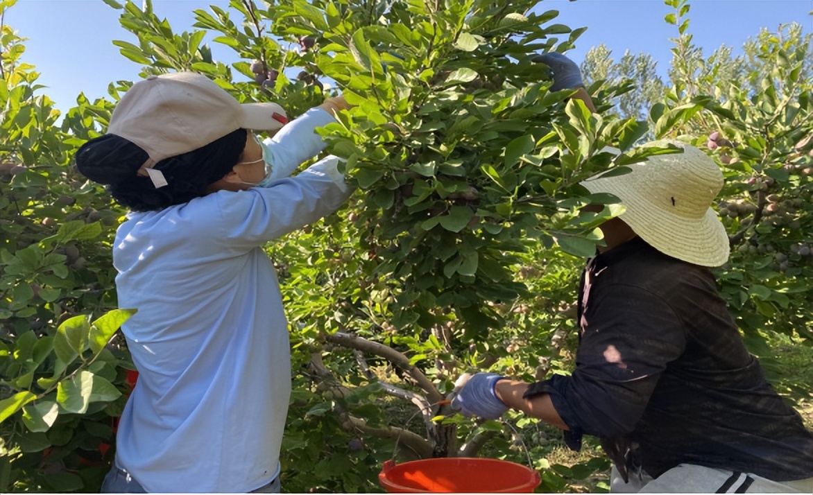 ▶特区•关注民生|库鲁斯社区：人大代表践初心助农销售显担当