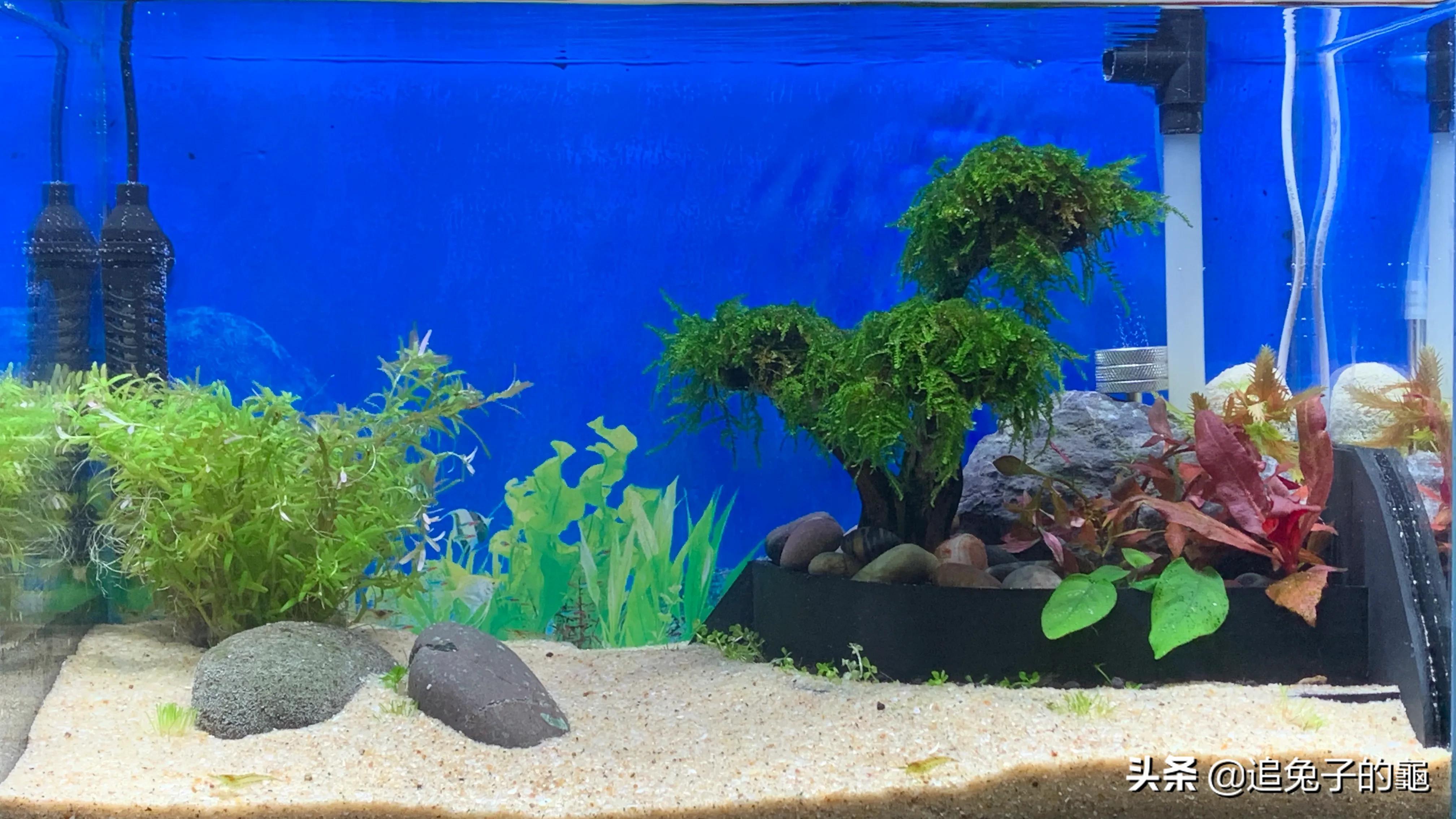 养鱼大坑,养鱼坑必须是万丈深渊