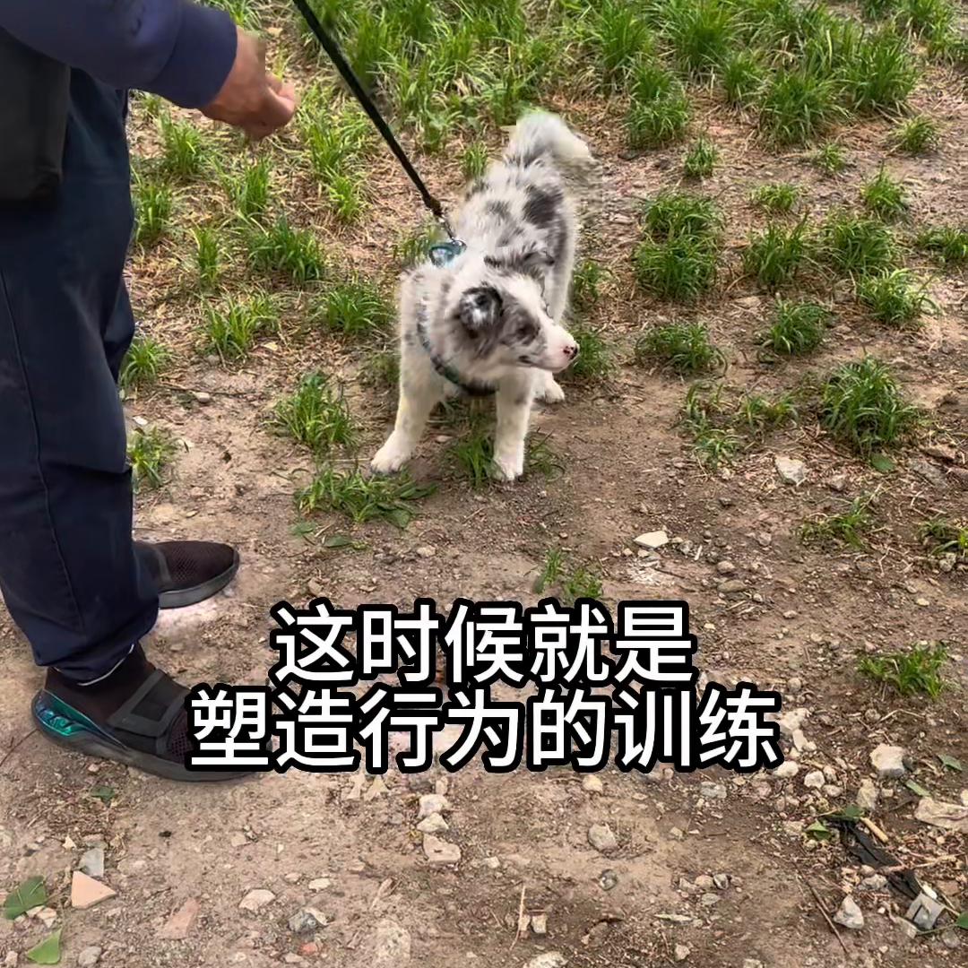 训练边牧捡东西回来,喂养小狗边牧
