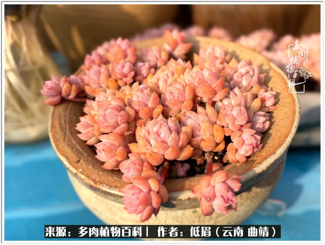 玉露多肉冬季分盆,玉露多肉怎样才能晶莹剔透