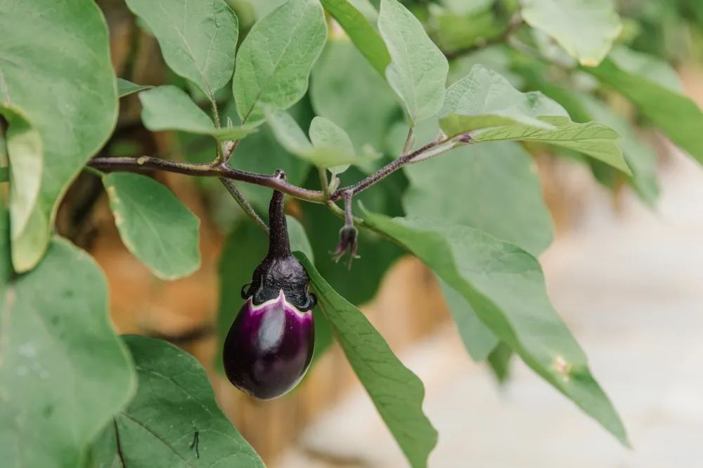 秋意渐浓，收藏十月咸宁的专属香气……