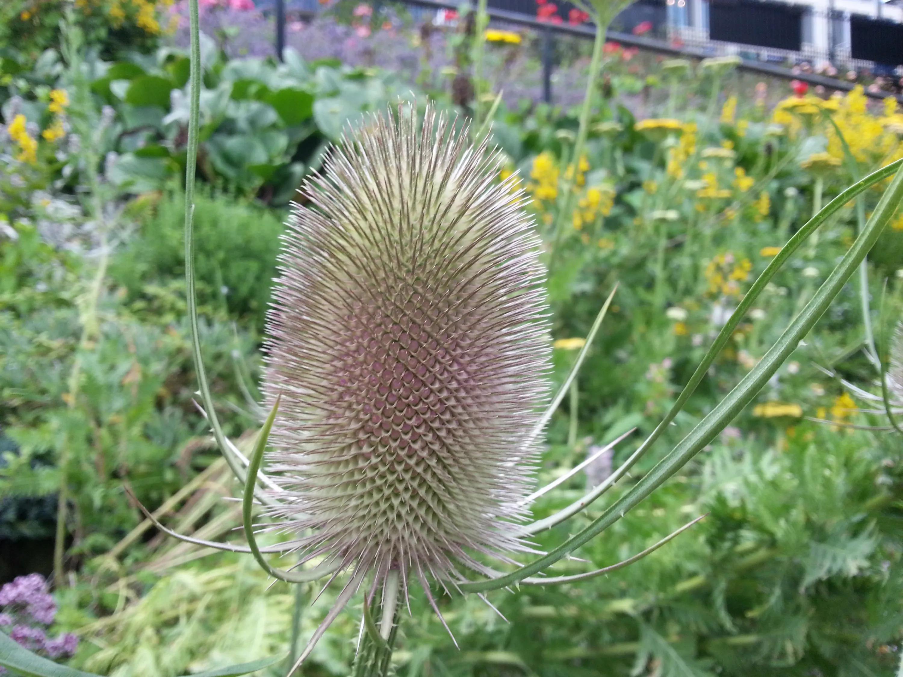 英国之旅第八九十天-爱丁堡