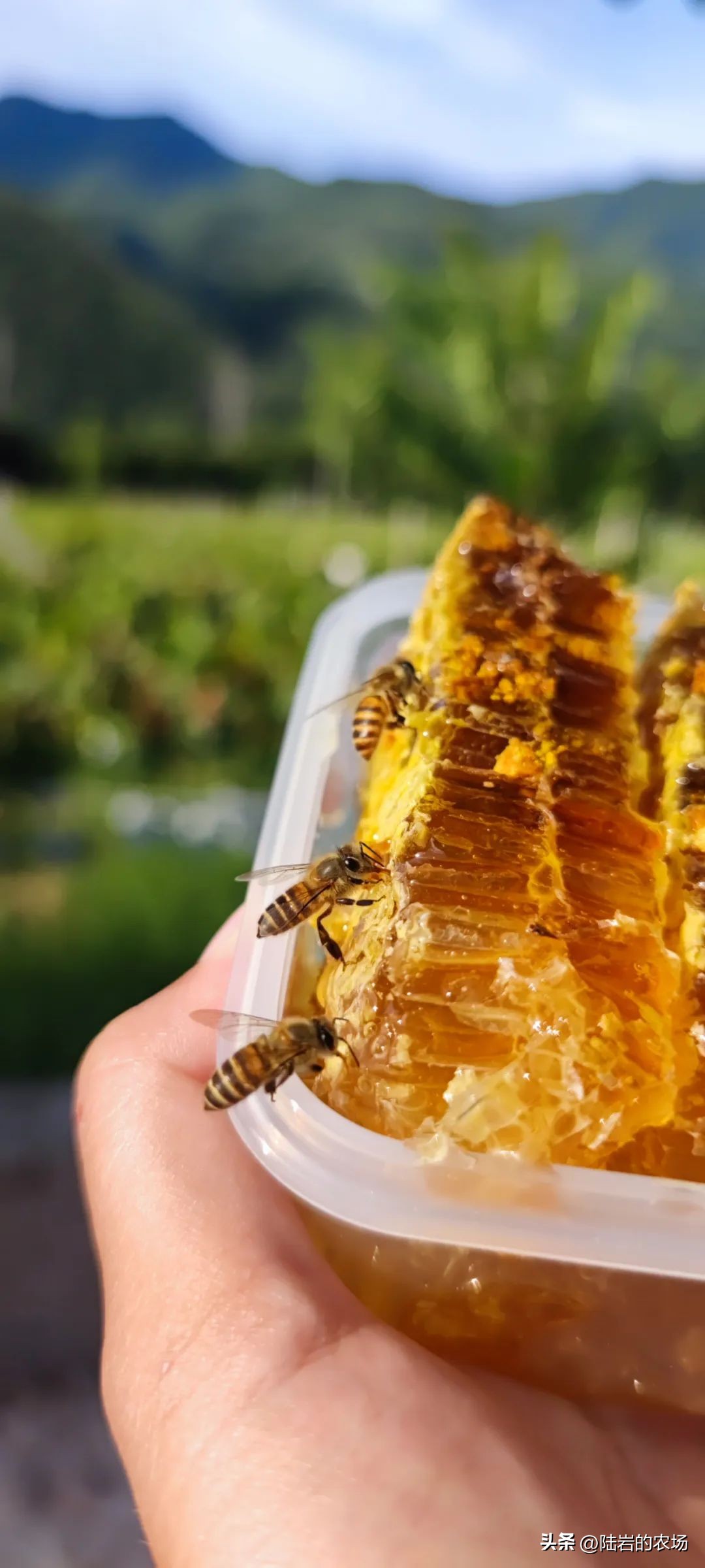 盘点市面五种常见蜂巢