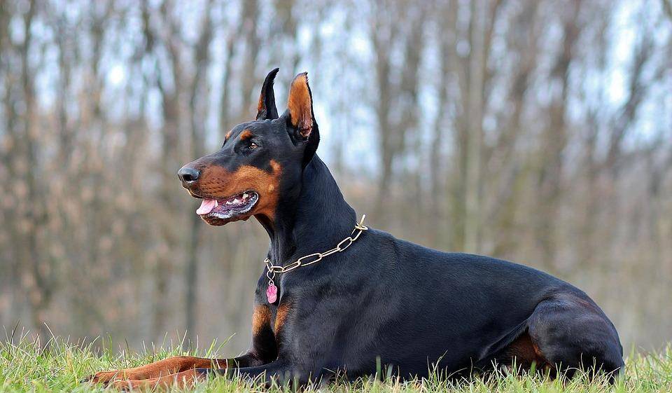 六种最常见的狗狗图片和名字,12种超惹人喜爱的狗狗你认识几种