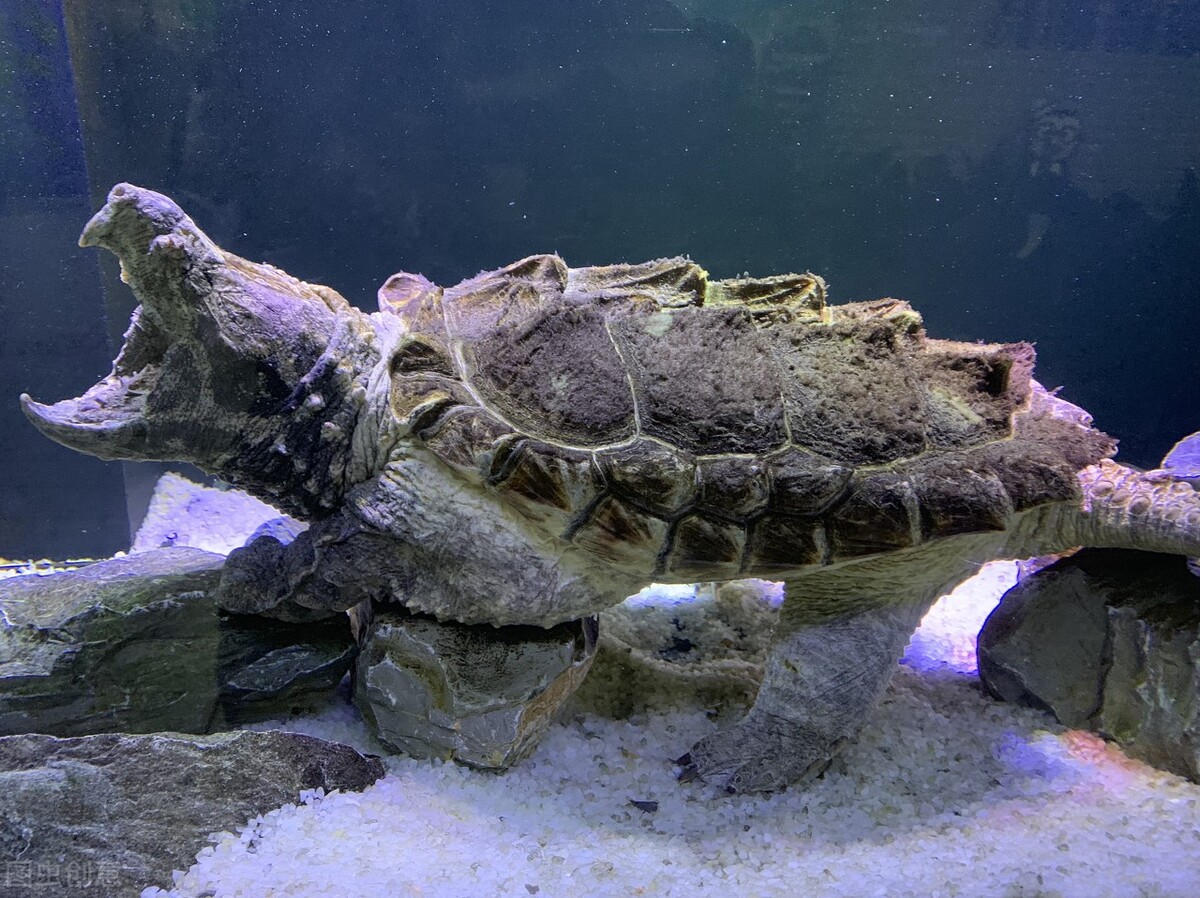 北美大鳄龟成体,北美鳄龟为什么会出现在中国